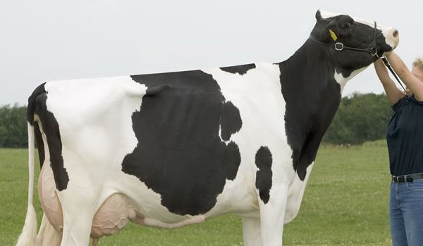 Dodatak protiv prdenja krava