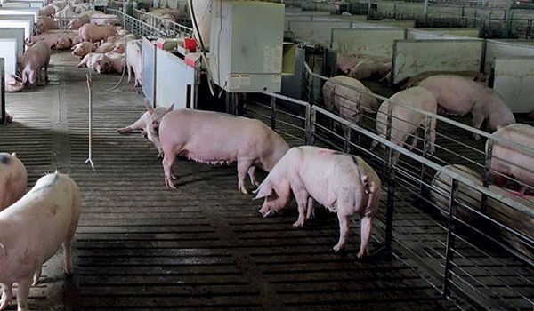 Zašto je svinjsko meso sve skuplje